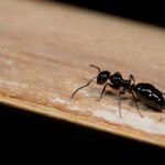 From Ants to Mice: The Most Common Winter Pests Explained