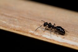From Ants to Mice: The Most Common Winter Pests Explained
