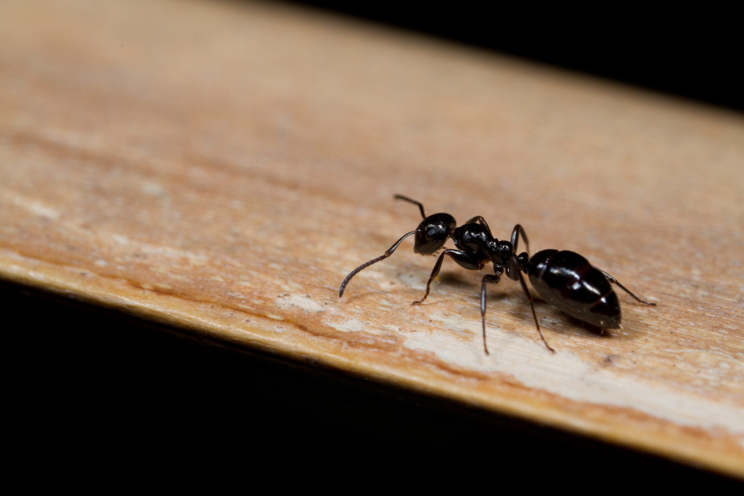 From Ants to Mice: The Most Common Winter Pests Explained