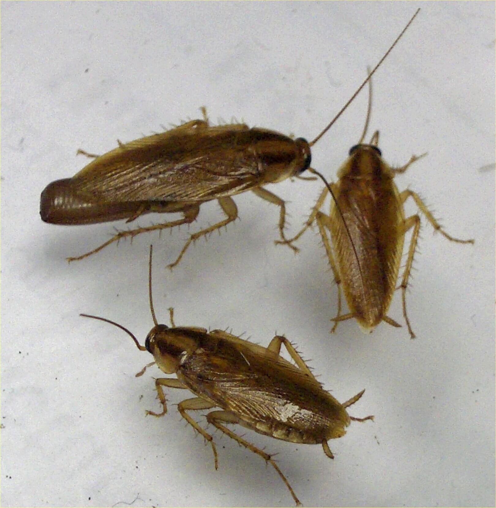 Cockroaches found during a pest inspection