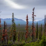 Spruce Trees Alaska during season