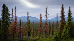 How Do Alaska Pest Seasons Change Throughout the Year?