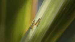 Why Are Thrips in Your House and How Do You Get Rid of Them?