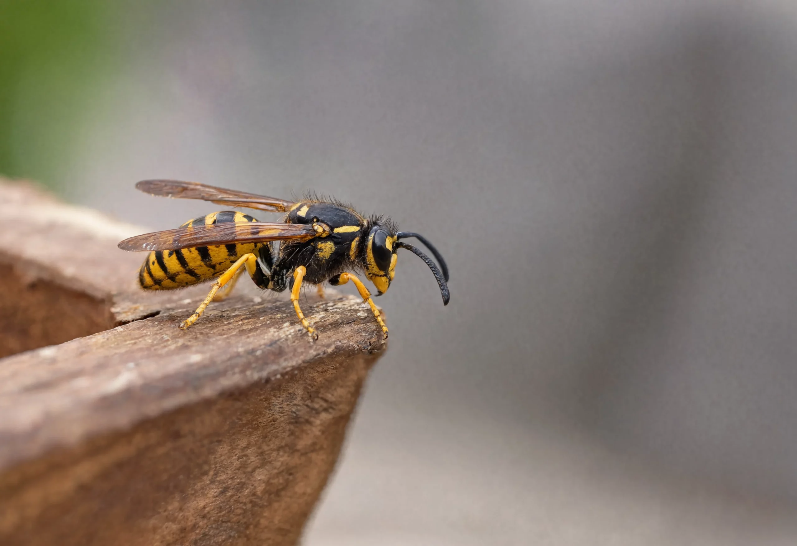Close-up macro photograph of a wasp