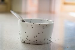 ants all over a white cup