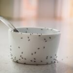 What’s the Best Way to Get Rid of Gnats Indoors?