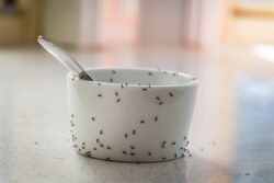 What’s the Best Way to Get Rid of Gnats Indoors?
