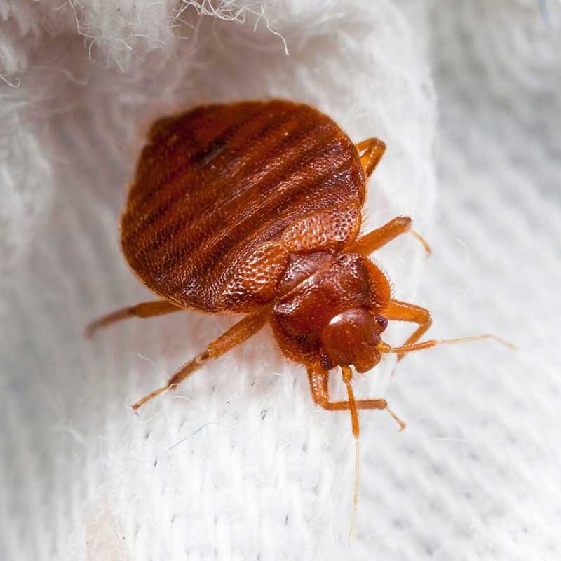 Bed bug found on bedding, showing typical rust-colored coloring