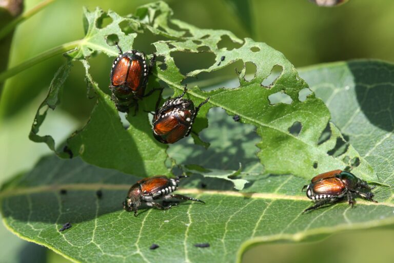 Pest Control for Beetles: Effective Solutions for Infestations