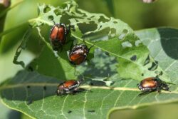 pest control for beetles