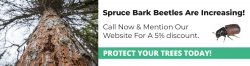 Spruce Bark Beetles