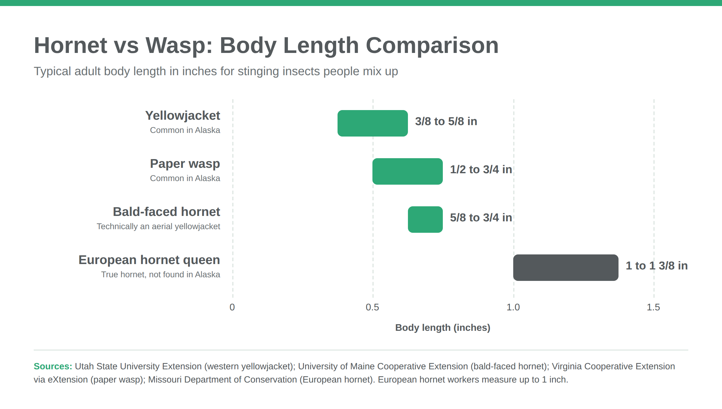 Bar chart comparing the body length of yellowjackets, paper wasps, bald-faced hornets, and European hornet queens in inches