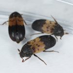 larder beetles pest control