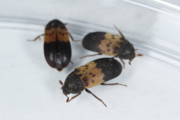 Cold Comfort: How Rodents and Insects Seek Shelter Indoors