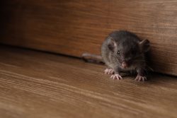 pest control for house rats
