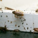Cluster of German cockroaches infesting a wall corner with visible droppings in an Alaska home