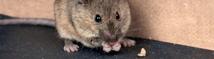 cost of pest control in Alaska cost of pest control in Alaska