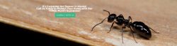 ant extermination at pied piper pest control