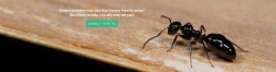Ant extermination at pied piper pest control