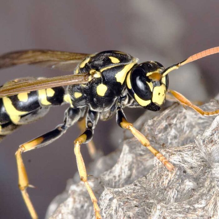 wasp pest control