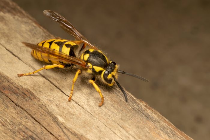 wasp pest control