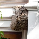 wasps nest on a roof