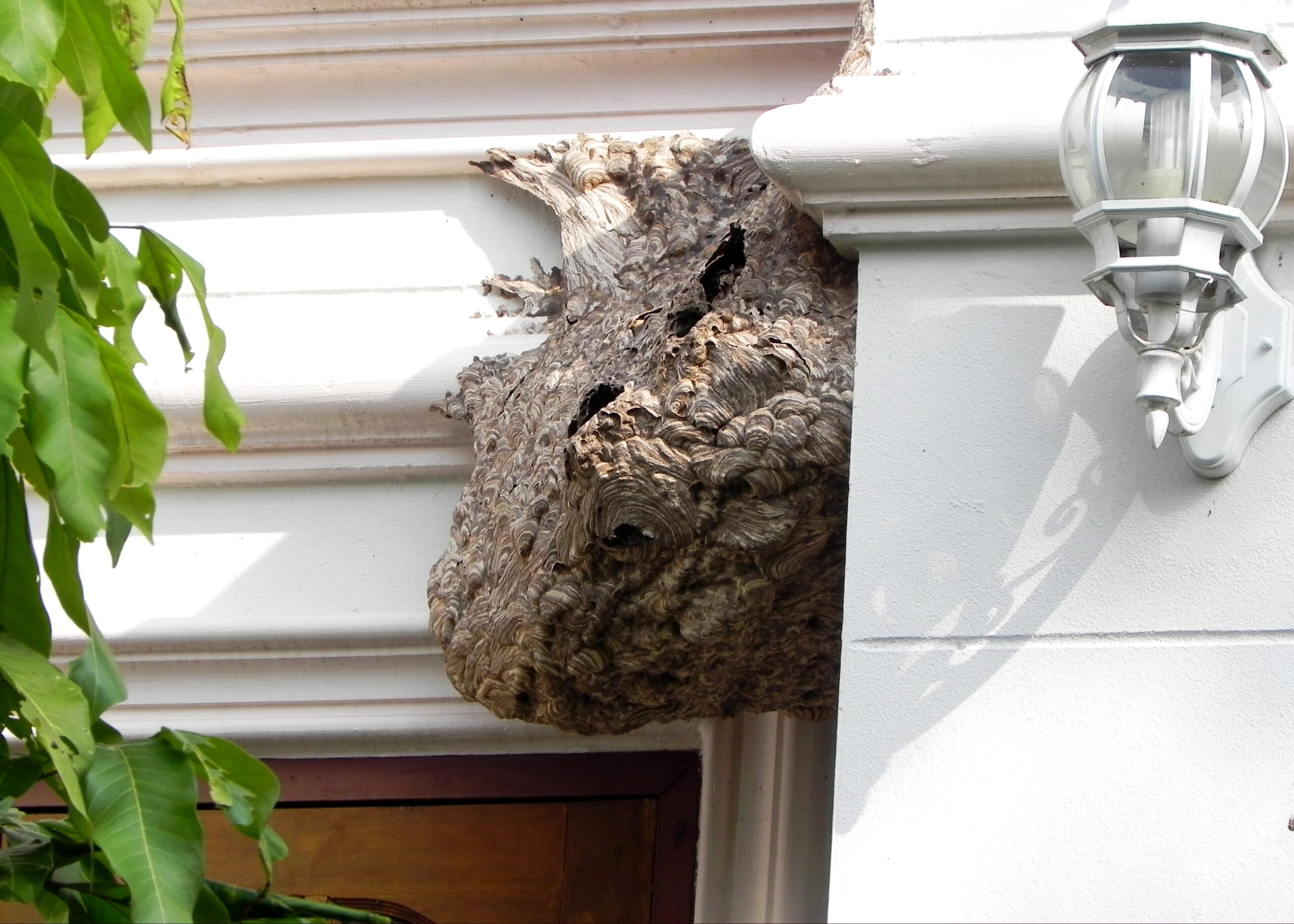 wasps nest on a roof